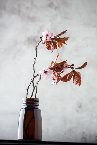 Spring almond flower in a vase