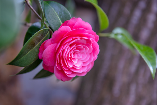 Camellia with green leaves