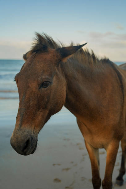 Horse on the beach