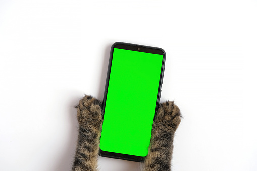 Cat paw touching, clicking, tapping and swiping phone with chromakey screen. Feline Paw typing smartphone with green background. Close-up. Chroma key vertical mock up for advertising.  Gray tabby cat using phone. Close up. Footage Pack. Using for a smartphone, tablet pc or a touch screen devices. Gestures. Cell phone