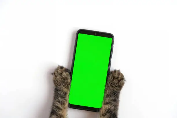 Photo of Cat paw touching, clicking, tapping and swiping phone with chromakey screen. Feline Paw typing smartphone with green background. Close-up. Chroma key vertical mock up for advertising. Cat using phone