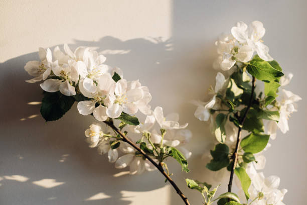 istock Blooming apple branch in evening sunlight against white wall. Spring flowers atmospheric still life. Simple countryside living, home decor. Space for text 1459748503