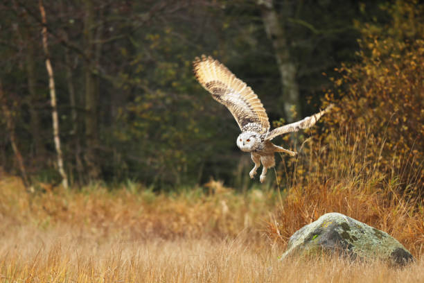 istock Autumn scene with owl. Big Eastern Siberian Eagle Owl, Bubo bubo sibiricus, fly through autumn grass, Russia. 1459748695