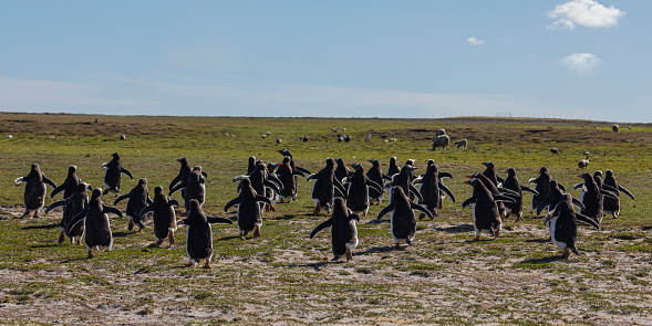 A group of Gentoo Penguins, Pygoscelis papua, waddling in from the beach, after a fishing trip. They are going towards their breeding colony, which is some distance inland, beyond  geese and sheep. Bleaker Island, Falkland Islands