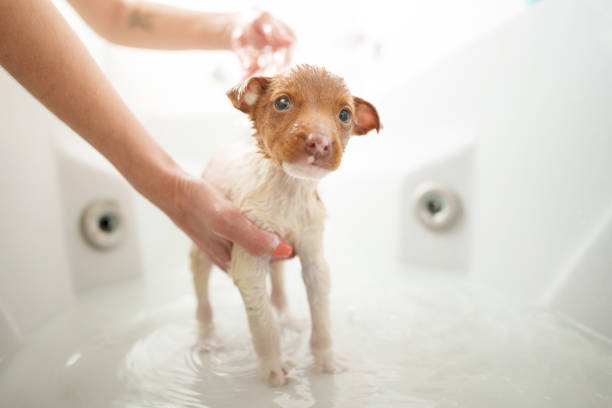 istock Puppy getting bathed inside a bathtub 1459749213