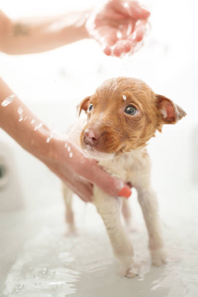 istock Puppy being washed inside a bathtub 1459749222