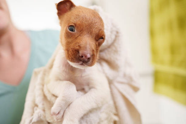 Puppy care