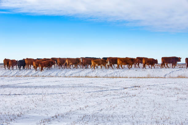Side view of a herd of red and one black herd of cattle walking along snow covered ground in a winter rural landscape