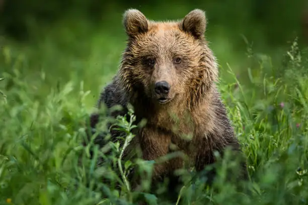 Photo of Brown bear (Ursus arctos)