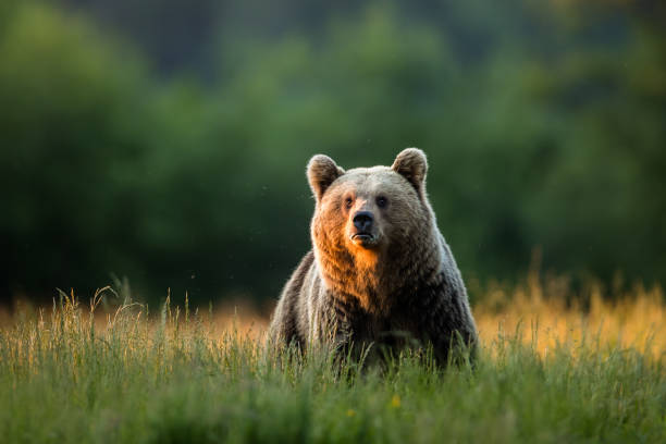 istock European brown bear (Ursus arctos) 1459750771