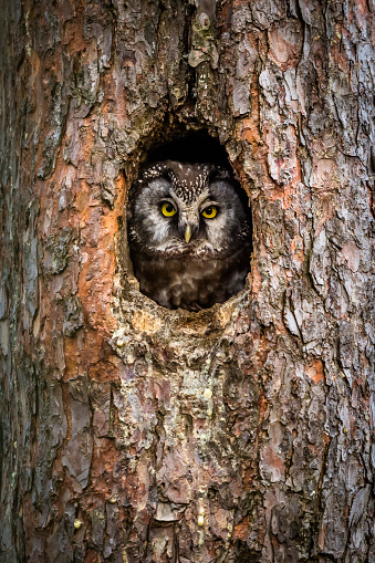 Boreal owl (Tengmalm's owl) looking out from the hollow in the pine tree, bird in natural habitat. Owl's nest.