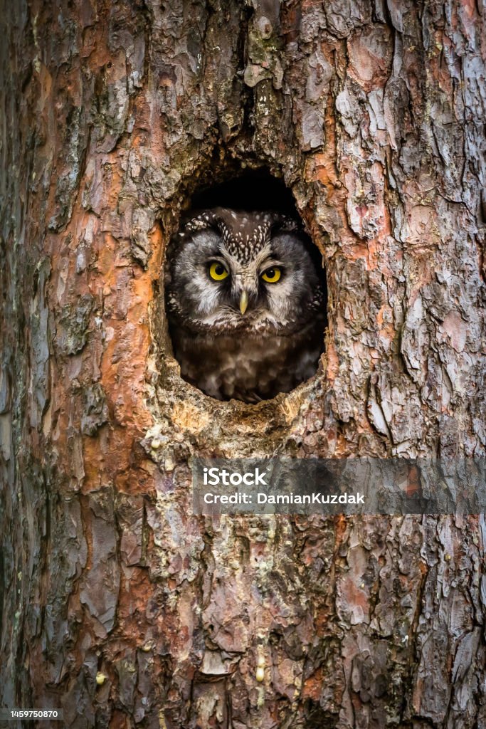 Boreal owl, Tengmalm's owl (Aegolius funereus) Boreal owl (Tengmalm's owl) looking out from the hollow in the pine tree, bird in natural habitat. Owl's nest. Owl Stock Photo