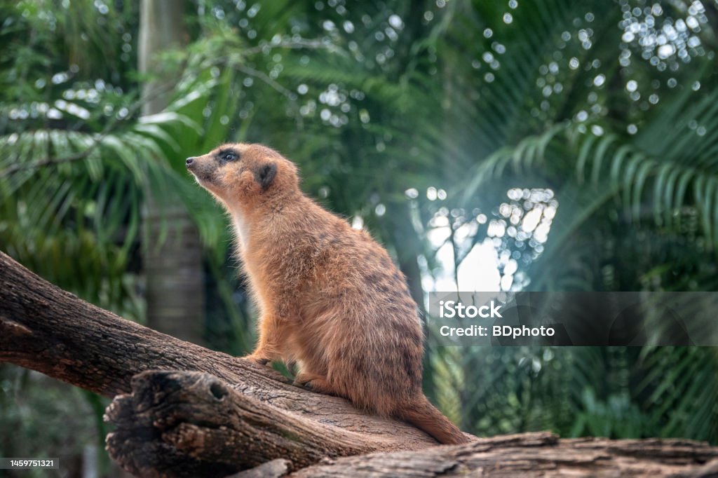 Meerkat The meerkat or suricate is a small mongoose found in southern Africa Alertness Stock Photo