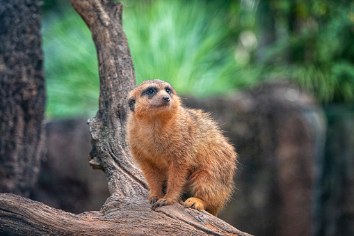 The meerkat or suricate is a small mongoose found in southern Africa