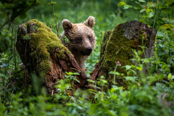 istock European brown bear (Ursus arctos) 1459751835