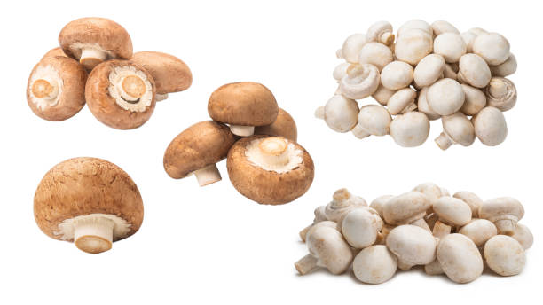 istock Tasty mushroom isolated on white background. 1459751990