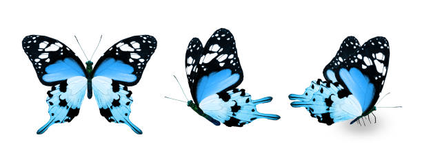 istock Color monarch butterflies, isolated on the white background 1459752932