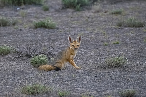 A young fox next to the burrow.