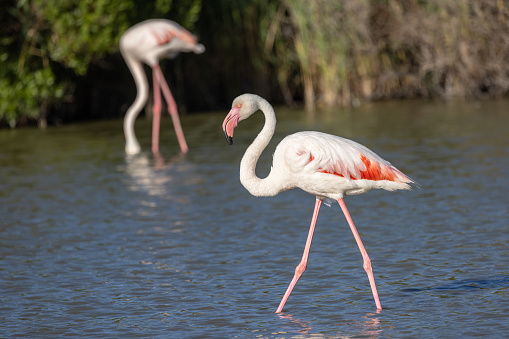 Saintes-Maries-de-la-Mer, Bouches-du-Rhône, Provence-Alpes-Cote d'Azur, France. Flamingos at the Ornithological Park of Pont de Gau.