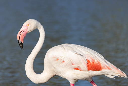 Saintes-Maries-de-la-Mer, Bouches-du-Rhône, Provence-Alpes-Cote d'Azur, France. Flamingo at the Ornithological Park of Pont de Gau.