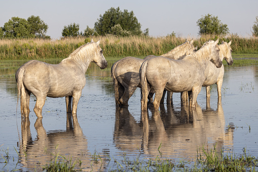 Saintes-Maries-de-la-Mer, Bouches-du-Rhône, Provence-Alpes-Cote d'Azur, France. Horses in the marshes of the Camargue.