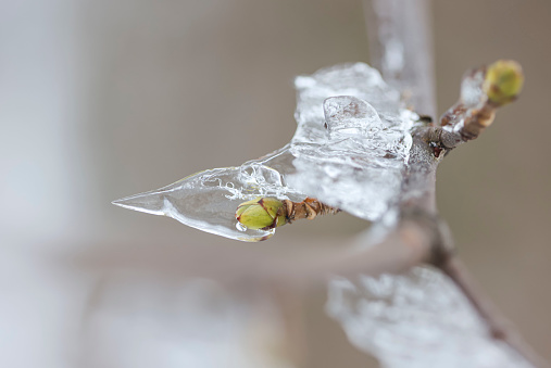 Close-up of the white morning frost covering the leaves and stem on a common buckthorn tree growing in the forest with blurred vegetation in the background.