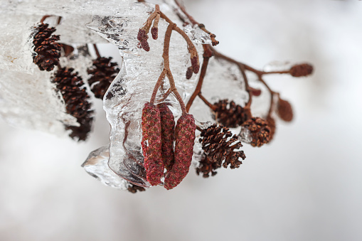 Macro leaves frozen crystals