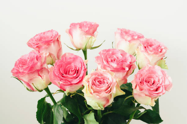 istock Delicate pink rose flowers in bouquet, close up. 1459761996
