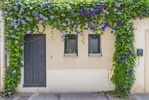 Aigues-Mortes, Gard, Occitania, France. Blue morning glory flowers on a house in Provence.