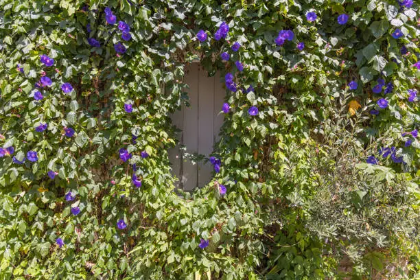 Arles, Bouches-du-Rhône, Provence-Alpes-Cote d'Azur, France. Blooming Morning Glory vines on a house in Arles.