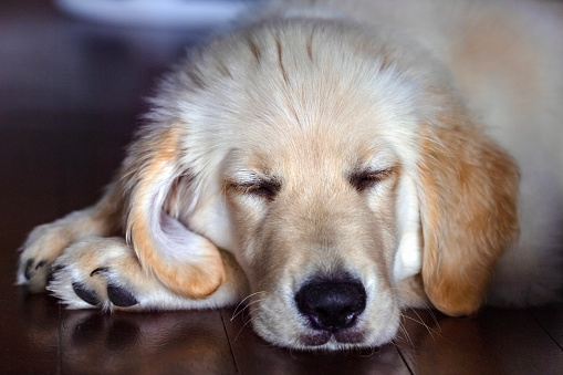 Closeup sleeping seven weeks old Golden Retriever puppy, front view, full frame horizontal composition