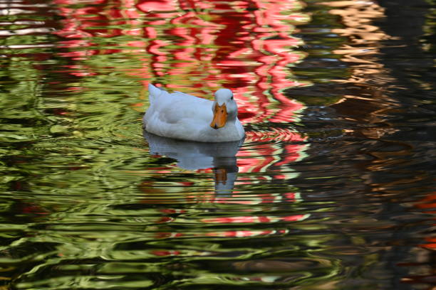 Archetypal farmyard duck, pure white with a bright yellow beak. This one is facing forwards and has its beak open as if in conversation. There is a song dedicated to little white ducks, sung by (amongst others) Burl Ives: (There's a little white duck swimming in the water, A little white duck doing what he oughter. He took a bite of a lily pad, Flapped his wings and he said 'I'm glad I'm a little white duck sitting in the water, Quack! Quack! Quack!') More white ducks: .