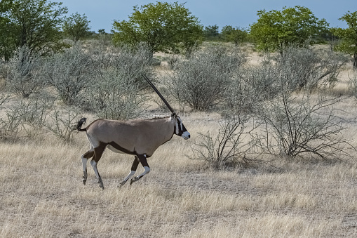 Namibia, oryx running in the savannah, male animal