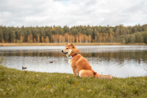 Red shiba inu puppy is sitting on the grass n the forest lake in autum