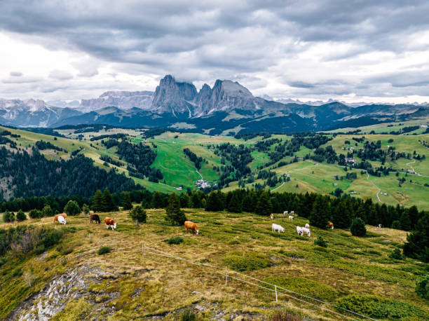 istock Grazing cows on the Seiser Alm in Italy 1459774738