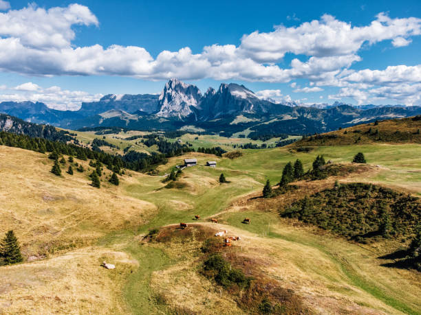 istock Grazing cows on the Seiser Alm in Italy 1459774742