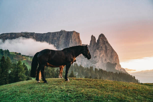 Grazing horses in Seiser Alm at sunset. Sciliar mountain in the background.