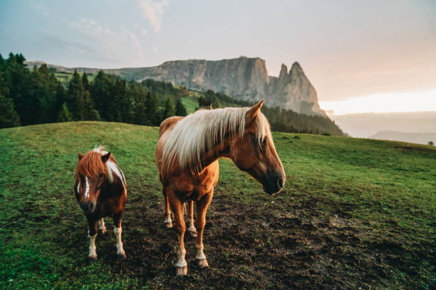 istock Grazing horses in Seiser Alm at sunset 1459774791