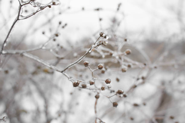 Branches of a deciduous grass, bushes covered with ice crust after freezing rain, fragment, background