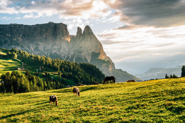 Grazing horses in Seiser Alm at sunset. Sciliar mountain in the background.