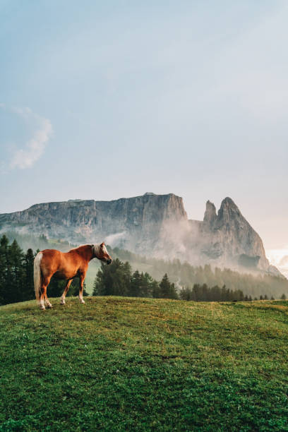 istock Grazing horses in Seiser Alm at sunset 1459774818