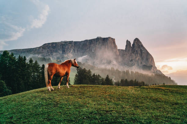 Grazing horses in Seiser Alm at sunset. Sciliar mountain in the background.