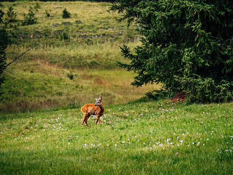 A large Red Deer (Cervus elaphus) stag during the rutting season into its natural habitat. The Bieszczady Mts, Carpathians, Poland.