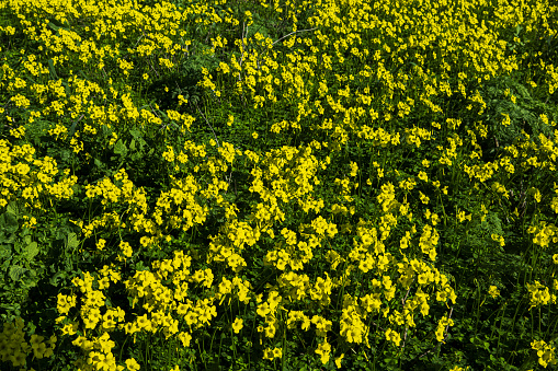 Yellow buttercup flowers. with a blurred green background UK