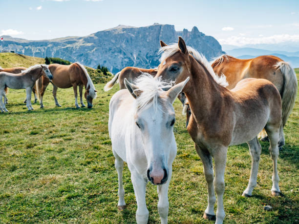 istock Grazing horses in Seiser Alm at sunset 1459775158