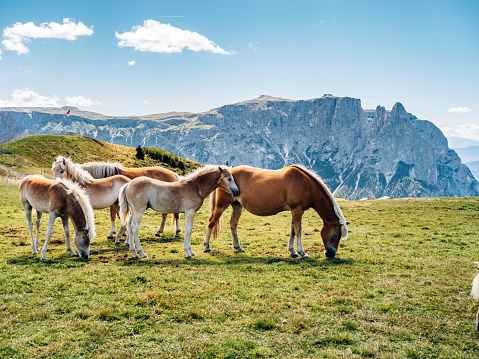 Grazing horses in Seiser Alm at sunset. Sciliar mountain in the background.