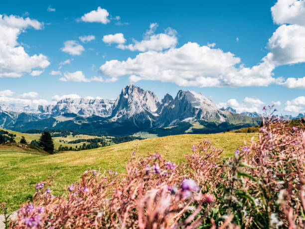 istock Seiser Alm panoramic view with pink flowers in the foreground 1459775187