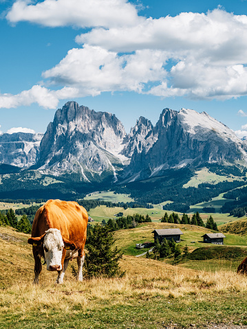 A cow is resting on Italian Alps with Seiser Alm in the background. Beautiful landscape in northern Italy.