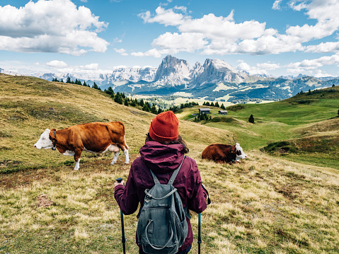 A woman is admiring the view near two cows while they are grazing on Italian Alps with Seiser Alm in the background. Beautiful landscape in northern Italy.