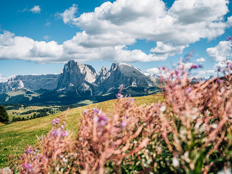 Seiser Alm panoramic view with pink flowers in the foreground. Sunny day on Italian Alps Dolomites.